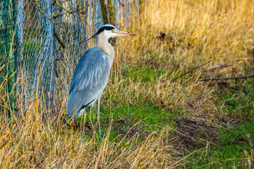Heron hunting in grass by a chain-link fence