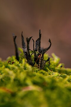 Closeup of a lush forest environment with vibrant green moss covering the ground