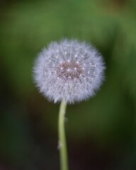 Vibrant Dandelion flower blooming out of a stem against a gentle, blurred background