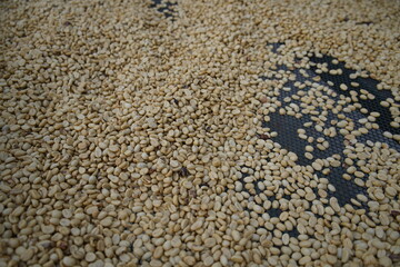 Arabica coffee spread out to dry on a coffee plantation in Costa Rica. Drying takes two to three weeks depending on the weather.