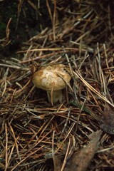 Naklejka na ściany i meble Closeup of mushroom growing in a forest