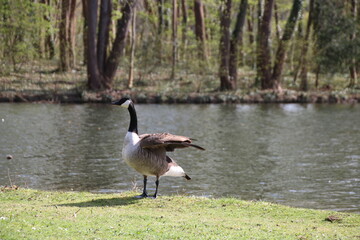 country goose in the pond