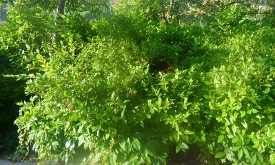 NATURALEZA VERDE. 