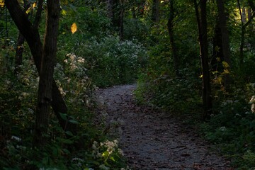 Scenic view of a pathway in a green forest