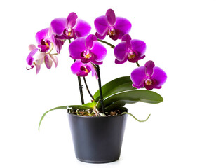 Naklejka na ściany i meble lila Orchideen im Topf isoliert auf weißen Hintergrund, Freisteller 