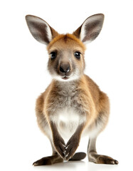 Fototapeta premium baby Känguru stehend isoliert auf weißen Hintergrund, Freisteller