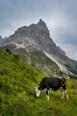 Fototapeta na wymiar Vertical of a cow grazing in a lush green meadow in a mountain range