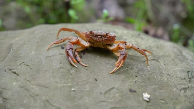 Closeup of crab on a rock with blurred background