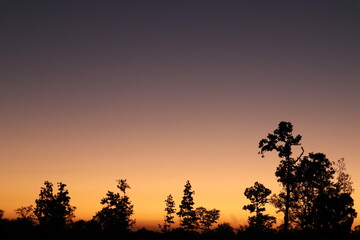 silhouette of a tree at sunset