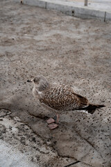 Gray Seagull sits on the asphalt. Birds in the city