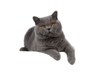 Handsome adult solid blue male British Shorthair cat, laying down facing front on edge with paws...