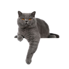 Handsome adult solid blue male British Shorthair cat, laying down facing front on edge with paws hanging down. Looking towards camera. Isolated cutout on a white background.