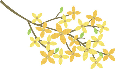forsythia