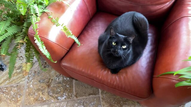Black cat sitting on leather chair