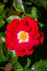 A close up of a red rose, with a shallow depth of field
