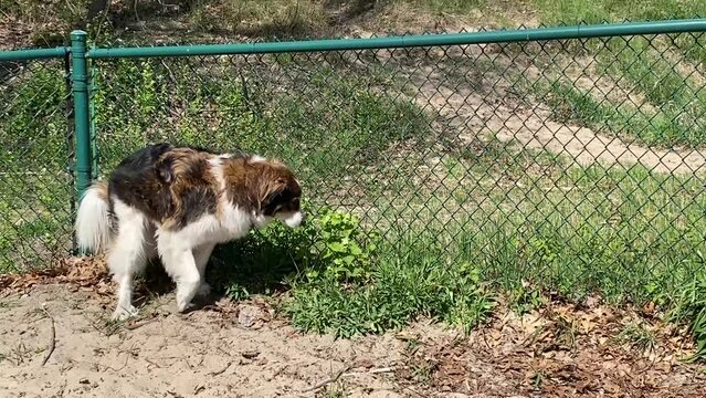 Shepherd dog pooping in a dog park