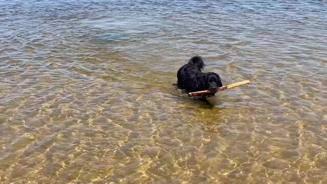 A newfoundland dog playing with a stick in a shallow lake