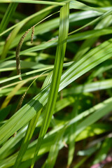 Pendulous Sedge leaves