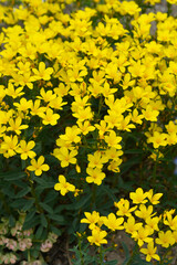 Obraz premium Dolomite flax flowers