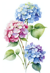 Watercolor painting of hydrangea flowers on white background