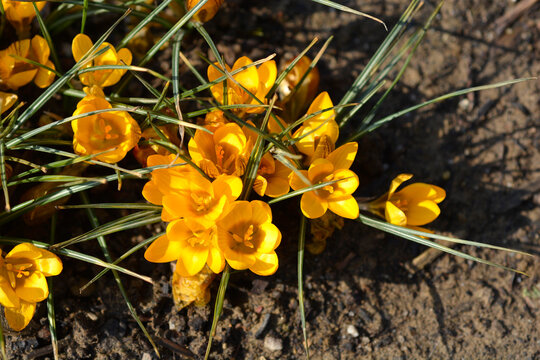 Golden crocus flowers