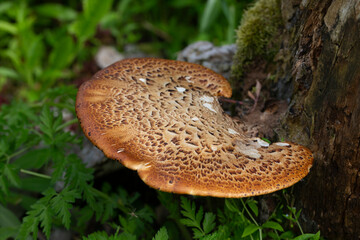Cerioporus squamosus, also known as Pheasant's back mushrooms and dryad's saddle