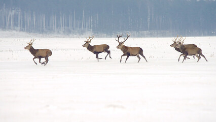 Red deer herd of stags with antlers run in snow in winter Cervus elaphus