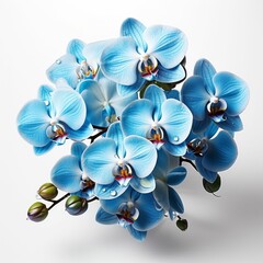 Bouquet of Blue Flowers on White Background