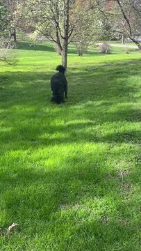 A newfoundland dog plays in the backyard
