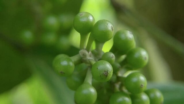 Fresh cubeba seeds or piper cubeba on the tree