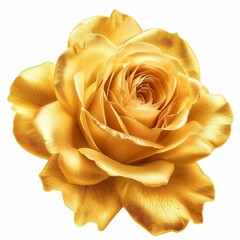 Close-Up of Yellow Rose on White Background