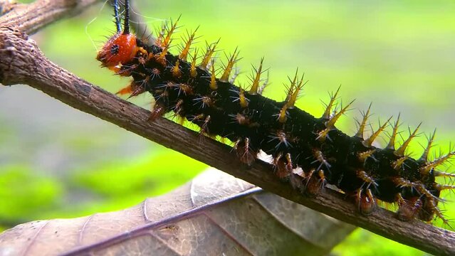 Beautiful black thorn caterpillar on a dry twig