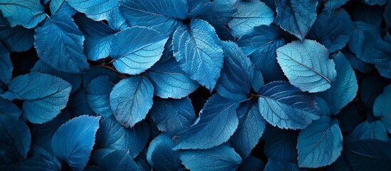 A close-up photo of electric blue flower petals on a dark background, showcasing the beauty of a flowering plant through macro photography.