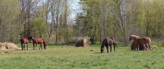Beautifully balanced scene of Horses grazing in summer.