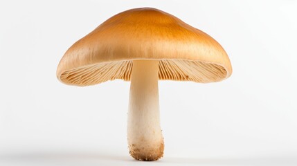 Close-Up of Mushroom on White Background