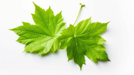 Two Green Leaves on White Background