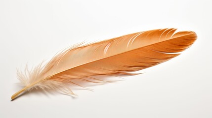 Single Feather on White Background