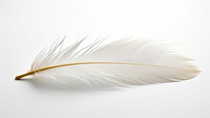 White Feather on White Background
