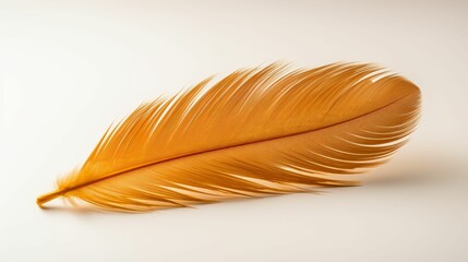 Yellow Feather on White Background