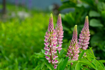 Lupinus polyphyllus large leaved lupine flowers in bloom, white pinke flowering tall ornamental wild plant in the garden