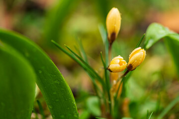 yellow crocus flowers with waterdrops