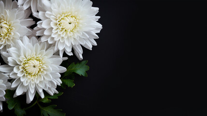 White chrysanthemum on a dark blue background. Place for text. - obrazy, fototapety, plakaty