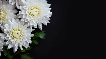 Foto op Plexiglas White chrysanthemum on a dark blue background. Place for text. © nurionstudio
