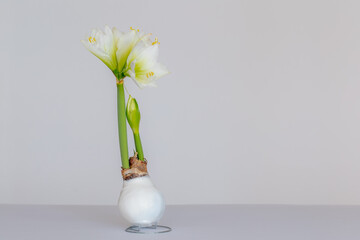 Selective focus waxed sprout or root of Amaryllis with blooming flowers on white backdrop, The only...