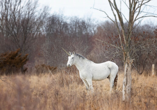 The mythical unicorn standing in a grassy winter field in Canada