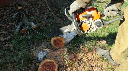 The worker cuts the old tree with a chainsaw, a man in the village works with a gasoline saw in an orange case, cleaning trees on a private or territory of a park using a saw