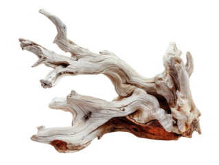 dried branch isolated on transparent background