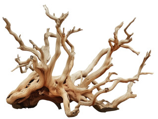 dried branch isolated on transparent background