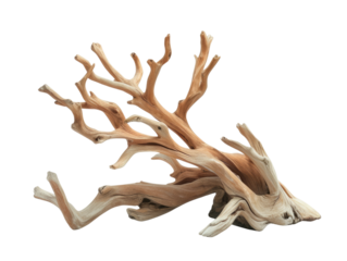 dried branch isolated on transparent background