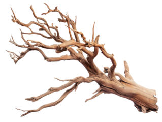 dried branch isolated on transparent background